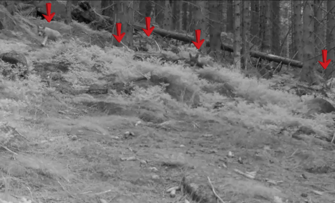 Małe karkonoskie wilczki uchwycone przez kamerę fotopułapki