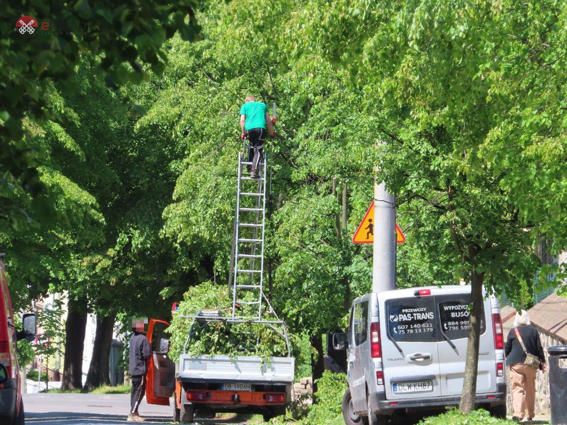 Masakra drzew przy Mickiewicza. Cięcia w środku okresu lęgowego