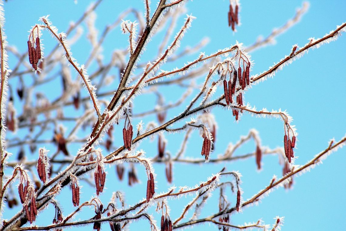 Mroźne noce w regionie. Przy gruncie temperatura spadnie nawet do -14°C