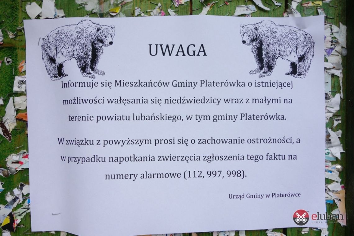 &quot;Najbardziej przypominało niedźwiedzia&quot;