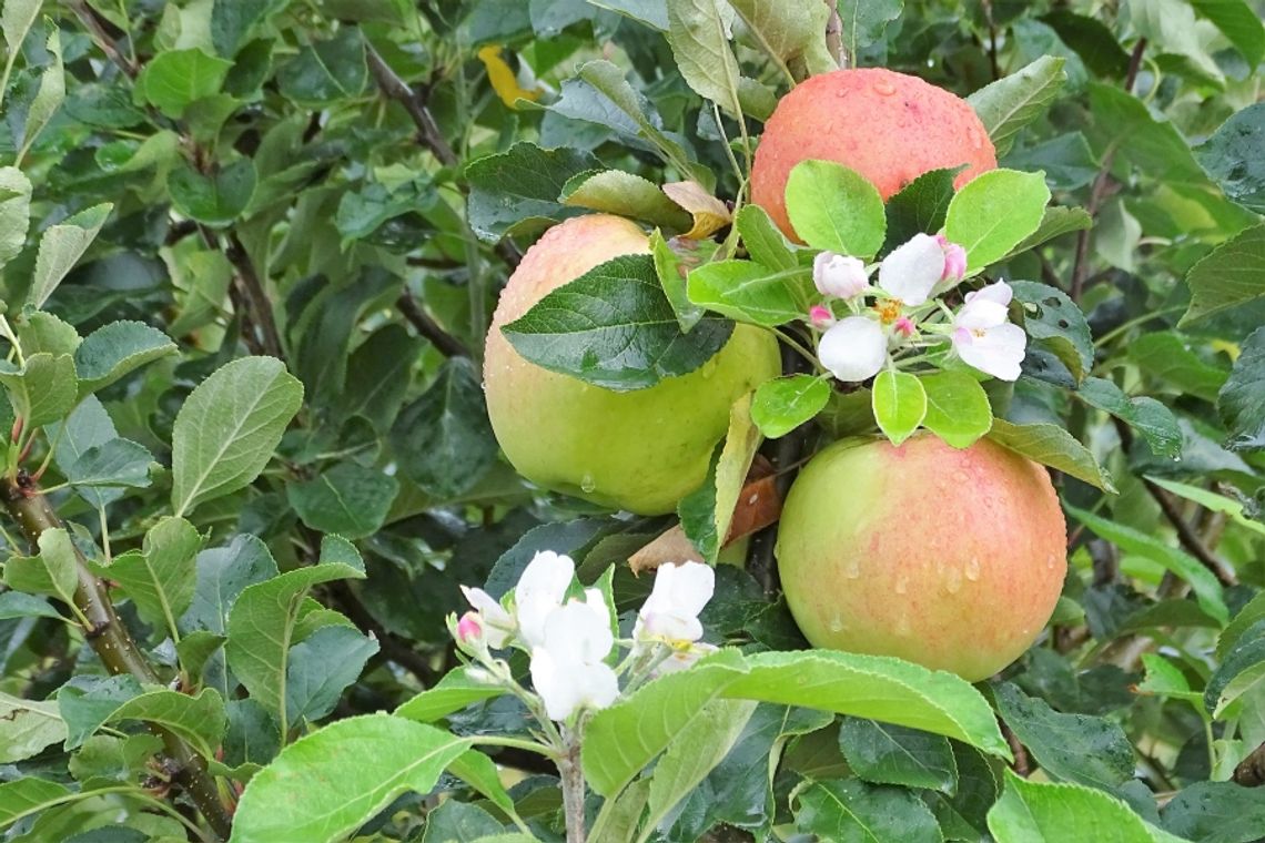 Natura ma sposób na wszystko