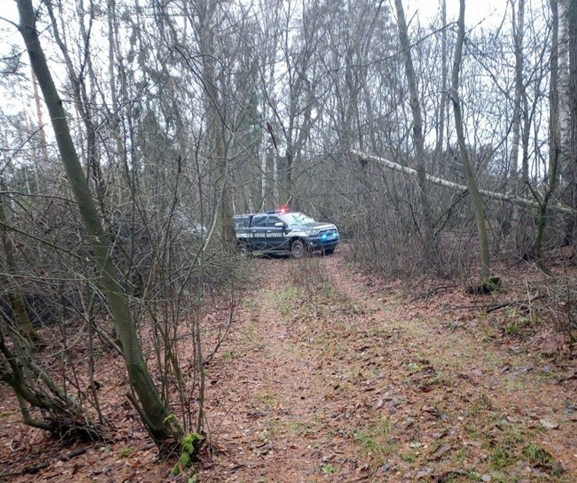 Niebezpieczne znalezisko w lesie w Henrykowie Lubańskim