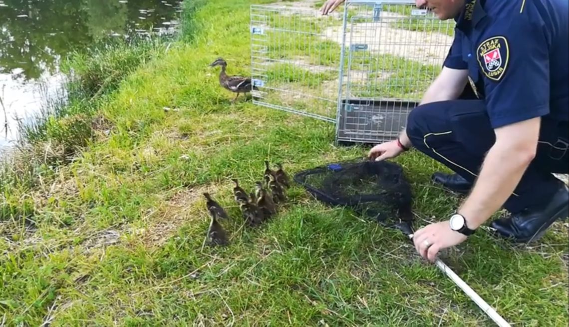 Nietypowa interwencja Straży Miejskiej