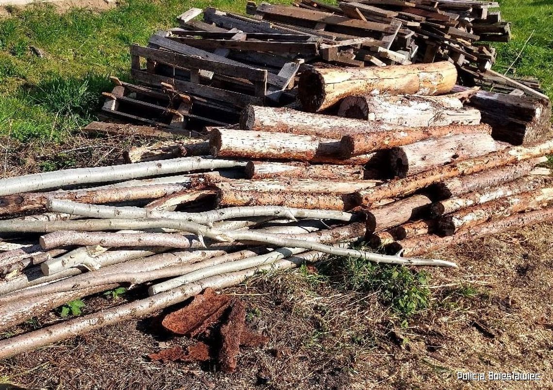 Nowogrodziec. Złodzieje wycięli 268 drzew z prywatnego terenu