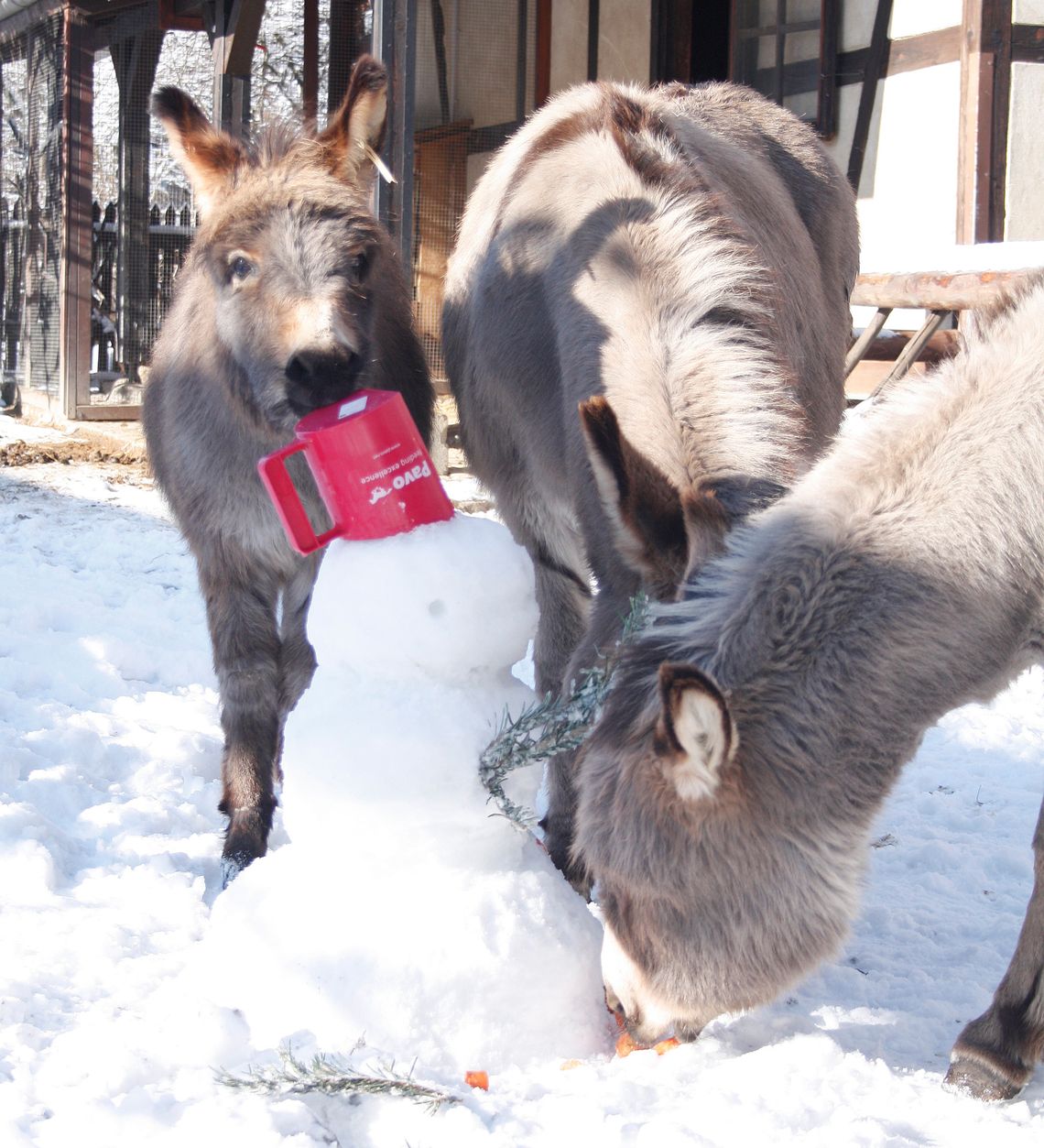 O tym jak śniegowe bałwany urozmaicają życie zwierzętom w Zoo Görlitz