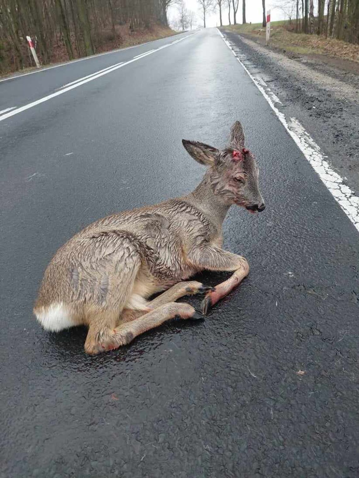 ORDZ Klekusiowo. Potrącona sarna nie miałaby szans