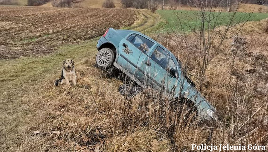 Pijany kierowca usnął obok rozbitego auta. Pilnował go wierny pies