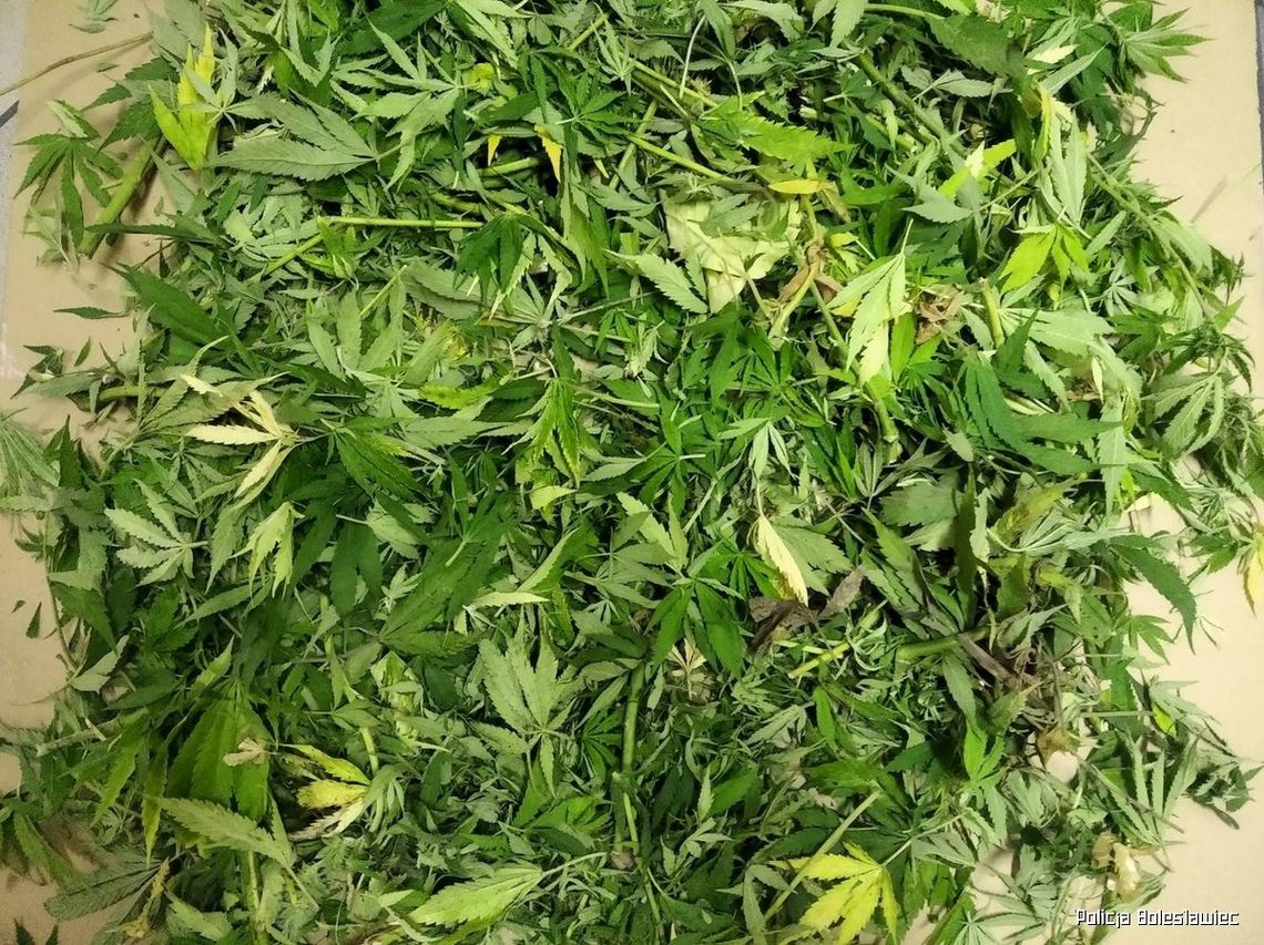 Policjanci zlikwidowali kolejną uprawę marihuany