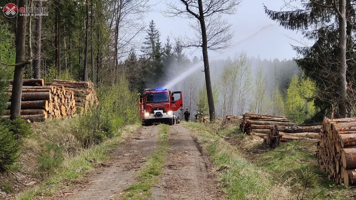 Wielki Lubański Las pierwszy pożar w tym roku