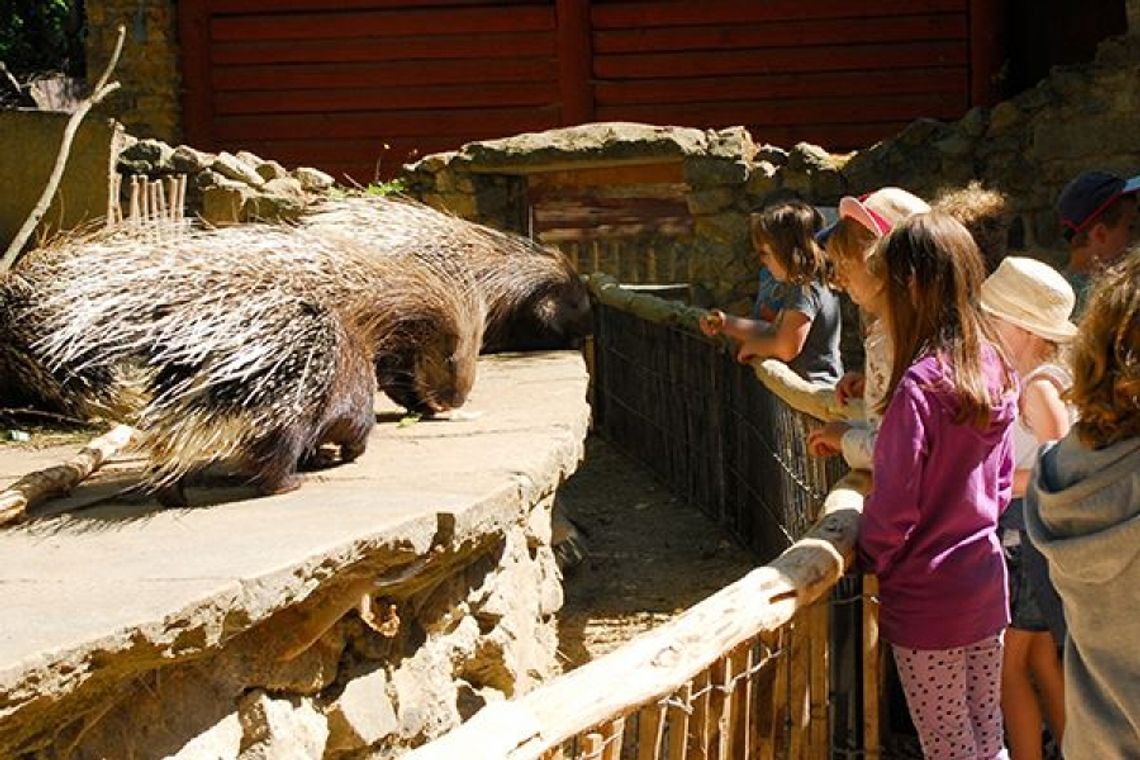 Przedszkola zwiedzą zoo za darmo