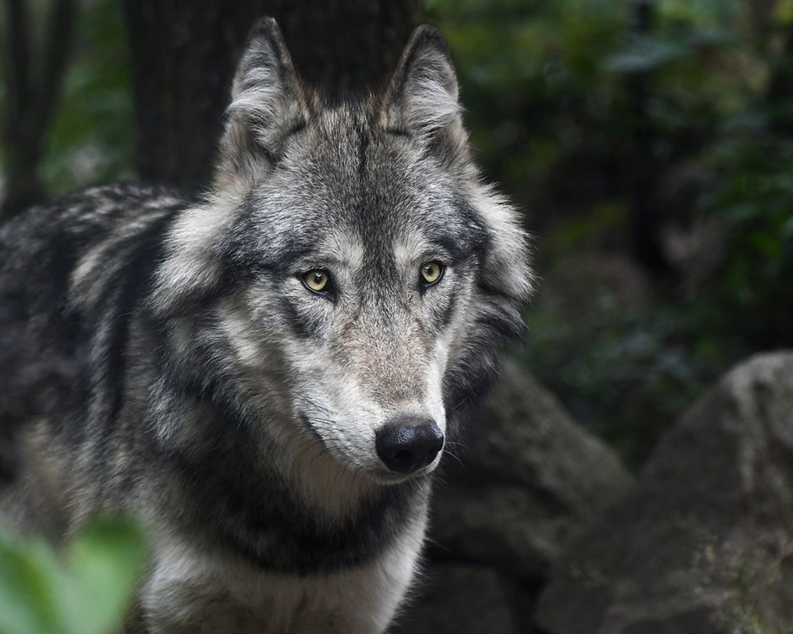 RDOŚ bada sprawę ataku wilków w Świeradowie-Zdroju