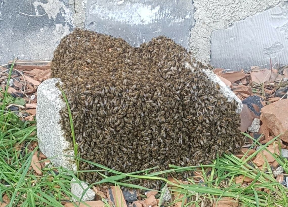 Rozpoczął się sezon rojenia pszczół. Nie zabijajcie roju a wezwijcie pszczelarza
