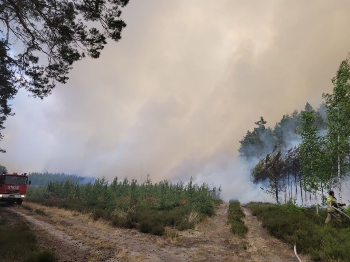 Spłonęło 80 ha lasu, dogaszanie będzie trwało jeszcze kilka dni