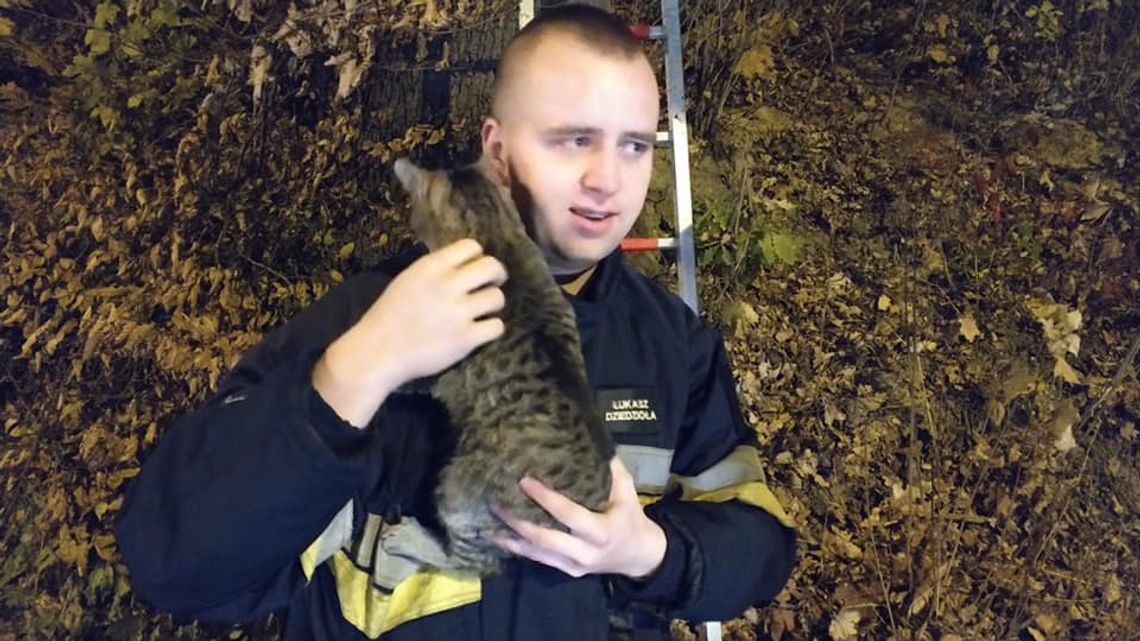 Strażacy z OSP w Leśnej uratowali kota