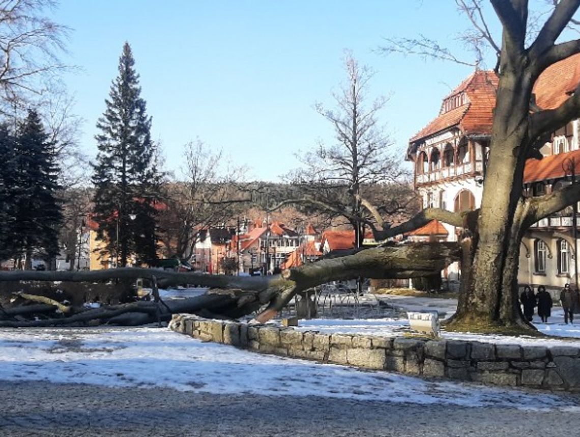 Świeradów-Zdrój. Na miejskim deptaku sadzą nowego buka