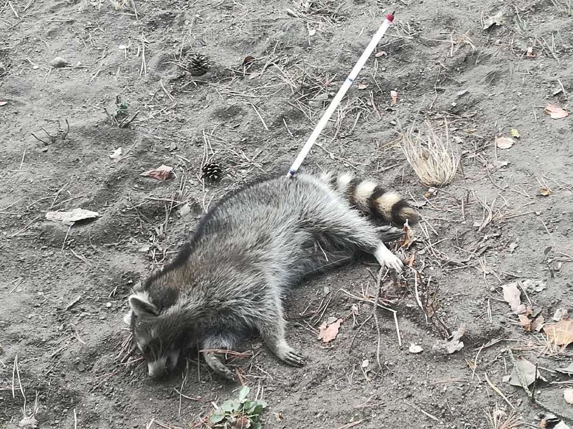 Szop pracz utknął na drzewie