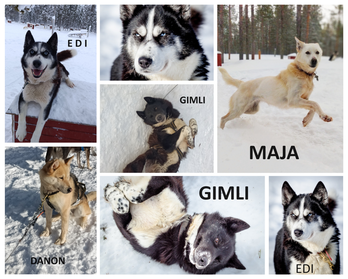 Szukamy nowych domów dla czterech psów z Laponii