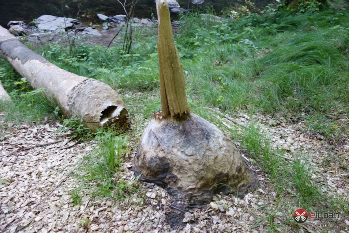 Uwaga! Bobry atakują ludzi