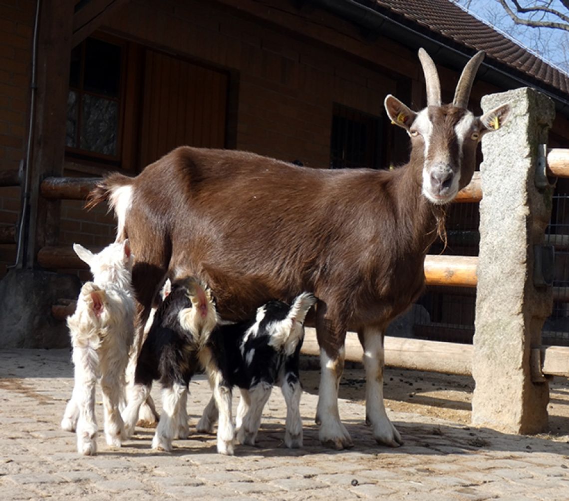 W Naszym Zoo pojawił się tuzin małych zwiastunów wiosny