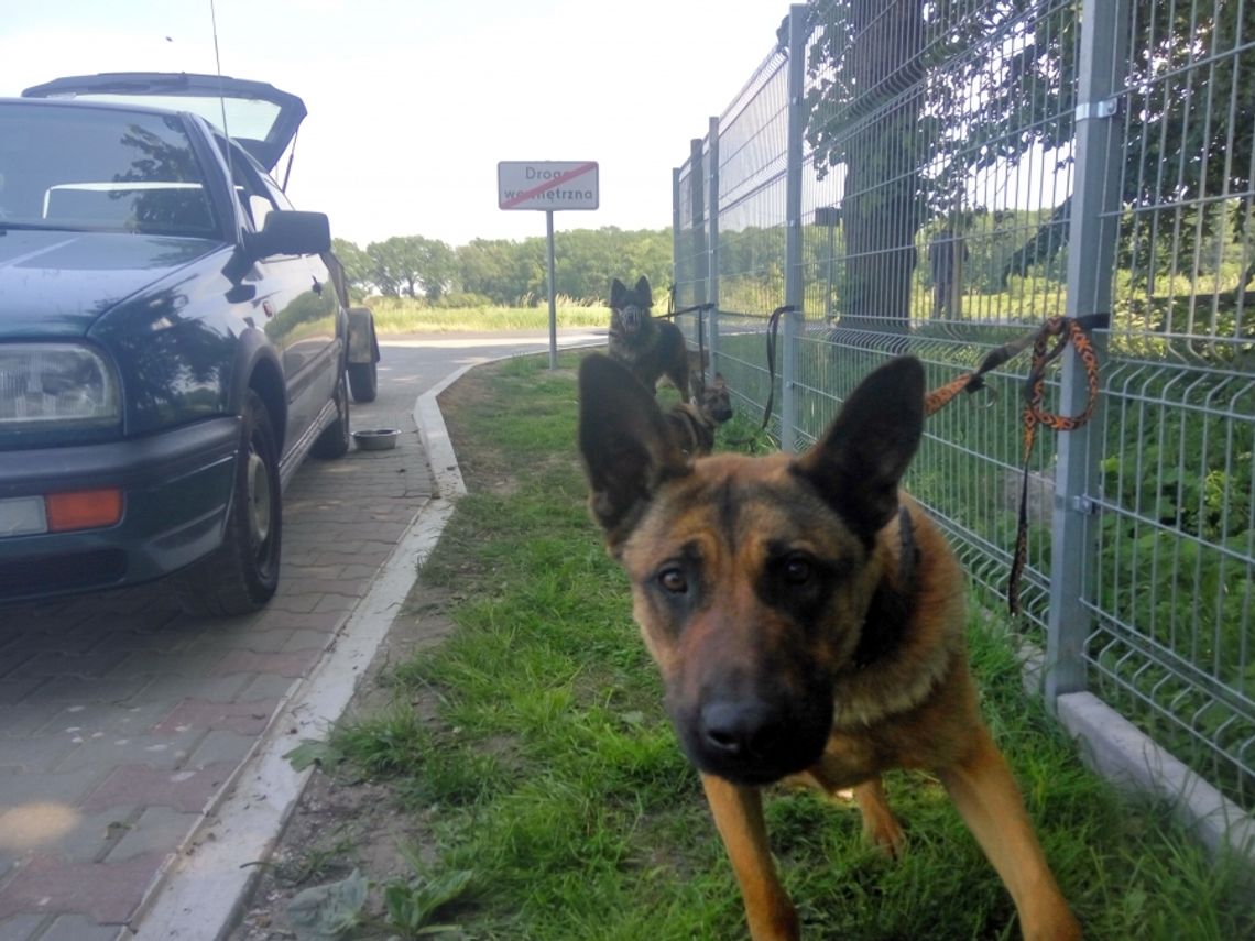 W skandalicznych warunkach transportował psy z Lubania do Bełchatowa