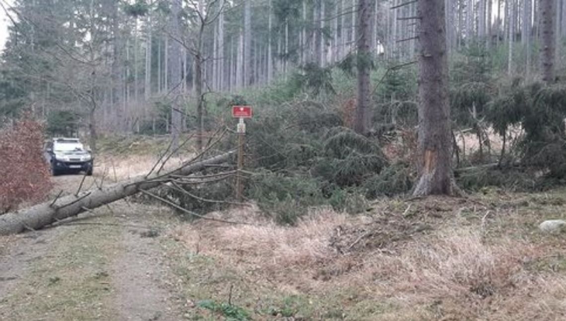 Wiatr powalił drzewa w Karkonoszach