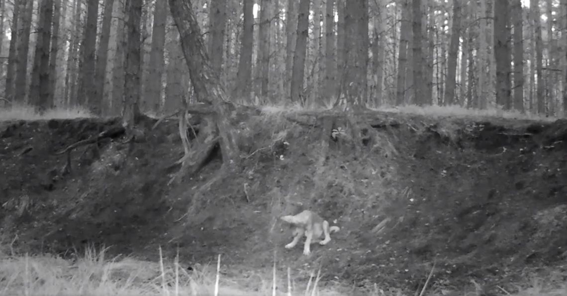 Wideo. Uroczy wilczek bawi się w lesie