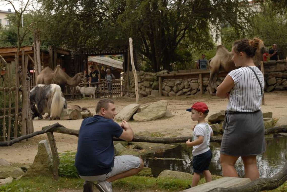 Wizyta w Zoo nie różni się niczym od spaceru na świeżym powietrzu