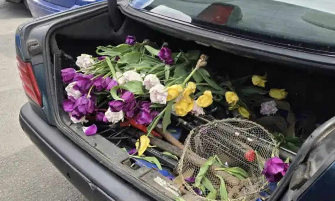Wyrwał sto tulipanów z miejskiej rabaty. Tłumaczył, że „dla ukochanej”