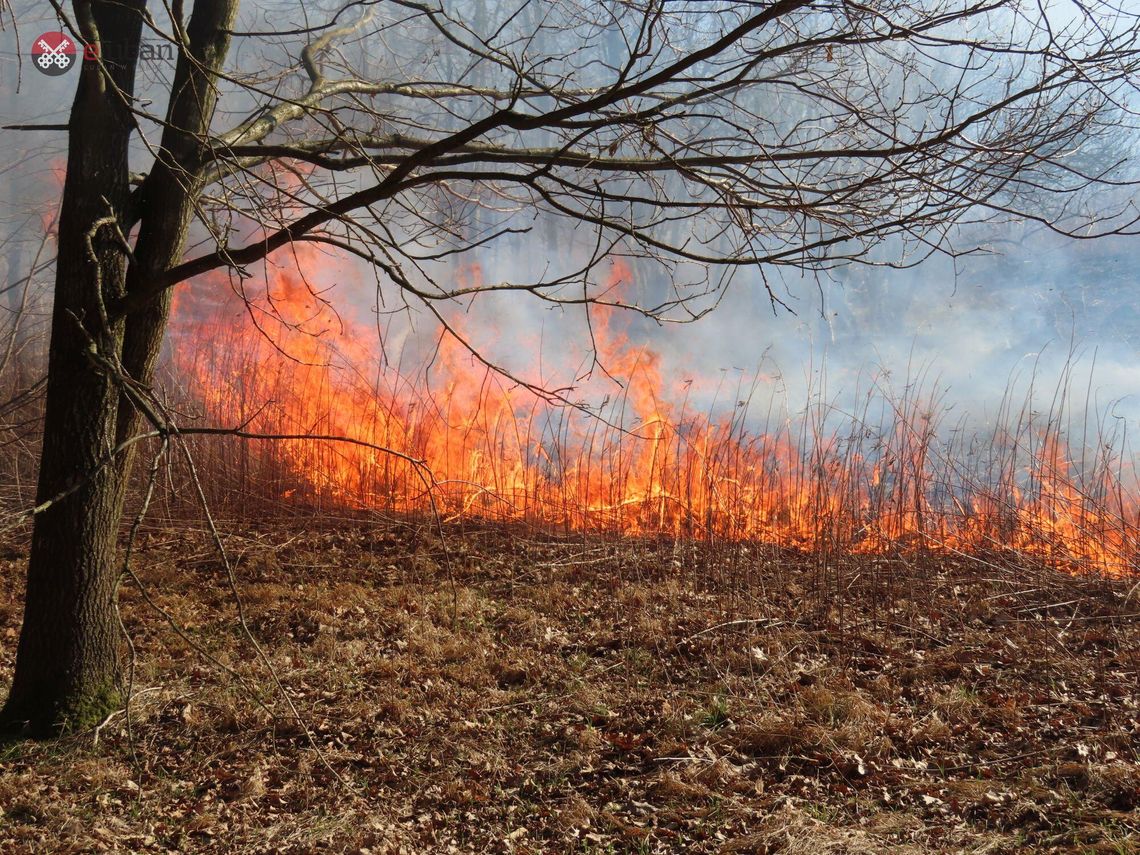 Zaczął się sezon wypalania traw. Parę dni słonecznej pogody wystarczyło