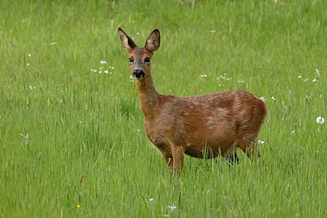 Zakaz wstępu do lasów podziałał na przyrodę