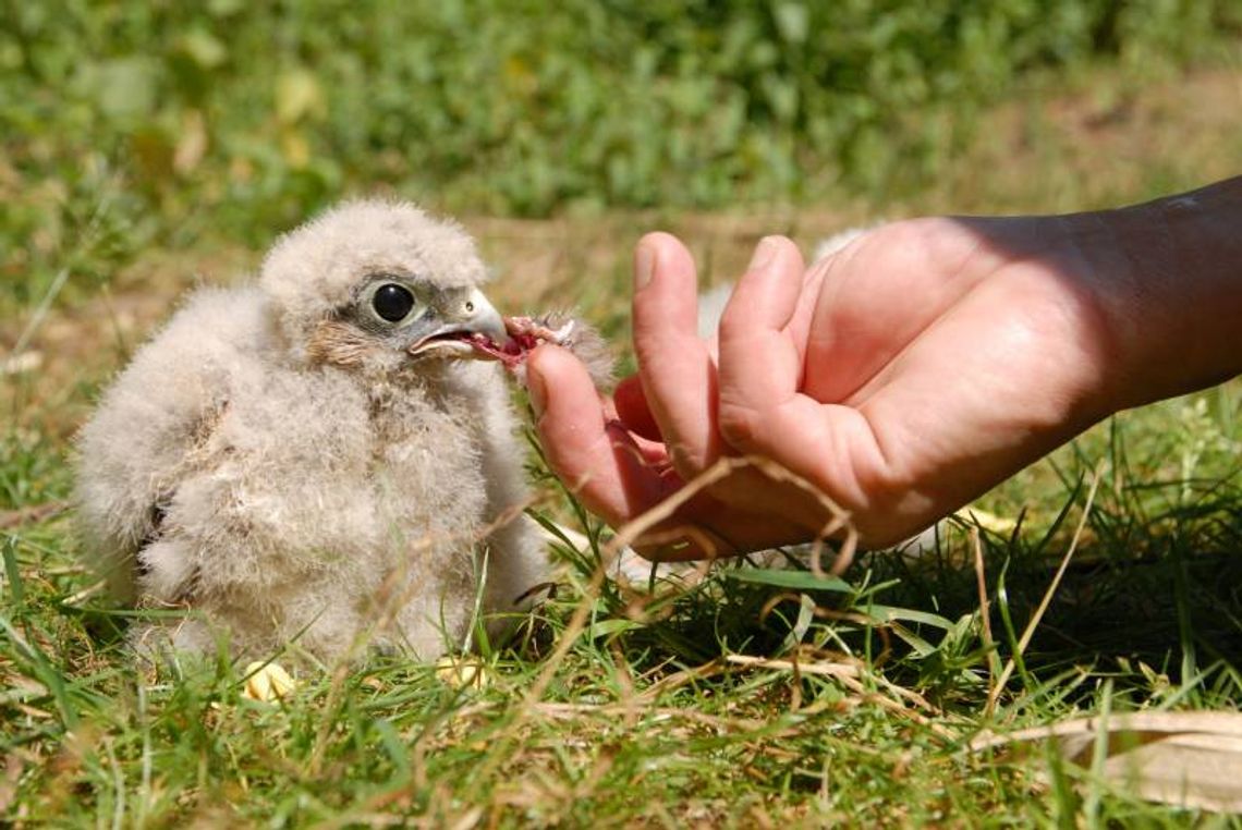 Zostawmy w spokoju młode dziko żyjących zwierząt! 