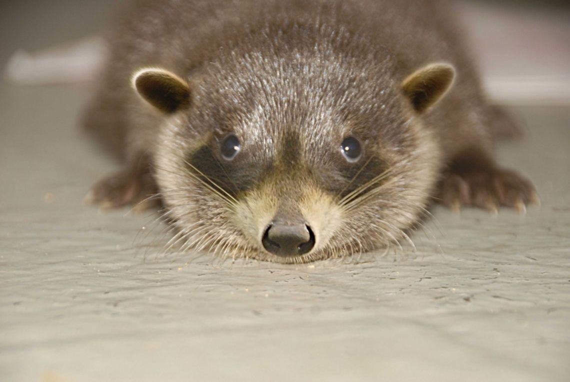 Zwierzęta, które nie powinny istnieć zaskakują gości goerlitzkiego zoo!