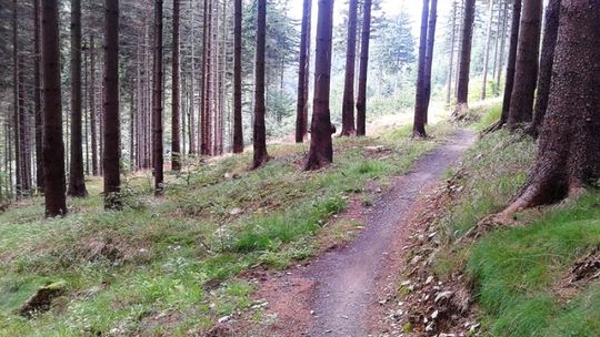 Ścieżki rowerowe singltrek