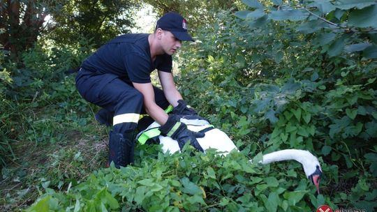 Strażacy uratowali topiącego się łabędzia