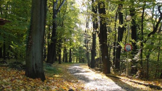 Lubań i okolice w obiektywie uczniów