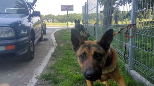 W skandalicznych warunkach transportował psy z Lubania do Bełchatowa