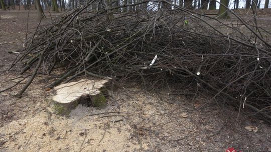 Wycinki drzew w parku na Kamiennej Górze