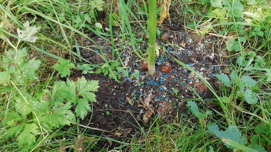 Zlikwidowali nielegalne plantacje marihuany