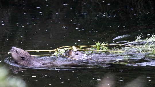 Bobrowe natarcie nad Kwisą