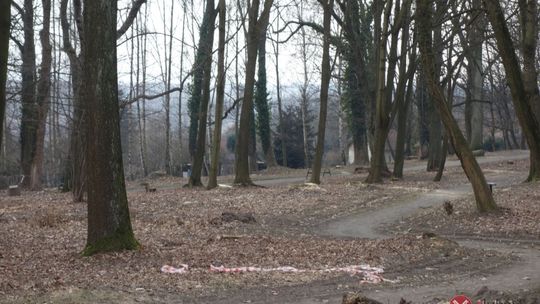 Wycinki drzew w parku na Kamiennej Górze