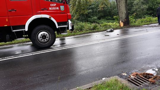 Hondą w drzewo. Kolejne zdarzenie drogowe