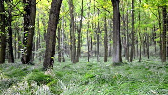 Lubań i okolice w obiektywie uczniów