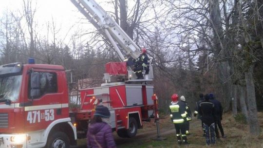 Strażacy przegrali walkę z papugą!