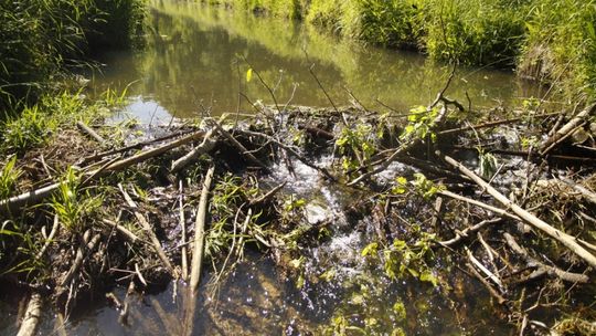 Bobrowe natarcie nad Kwisą