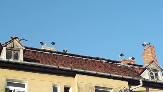 Hotel sejmowy na Łąkowej w Lubaniu