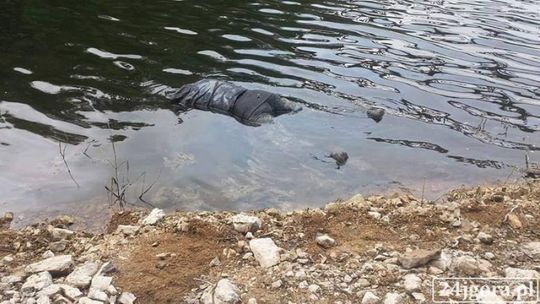 Ciało bez głowy wyłowione w Pilchowicach