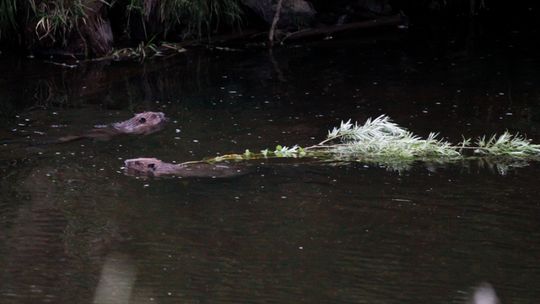 Bobrowe natarcie nad Kwisą