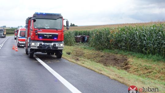 Zakończyły podróż w polu kukurydzy