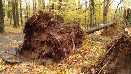 Bilans strat po nawałnicy