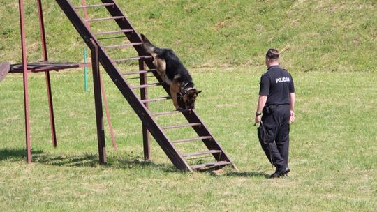 Psy na wyścigi węszyły za narkotykami i bombami